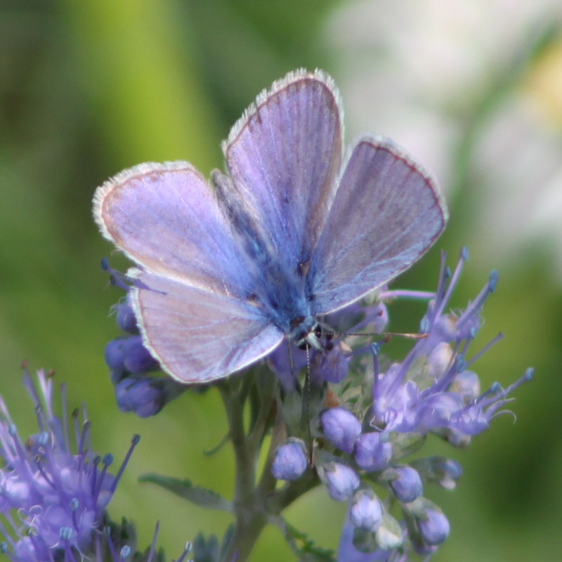 Polyommatus icarus